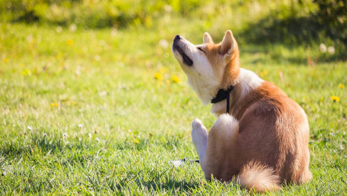 Hunde mit Flöhen kratzen sich, also besser mal nachgucken