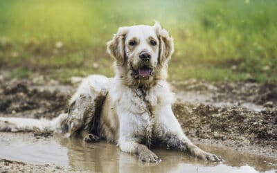 Hunde leben dichter an der Natur als Menschen